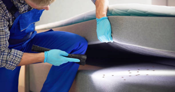 Best Affordable Pest Control Services  in Cicero, IL